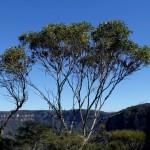 Blue Mountains 08 - Eukalyptus vor Jamison Valley - IMG_1278-2