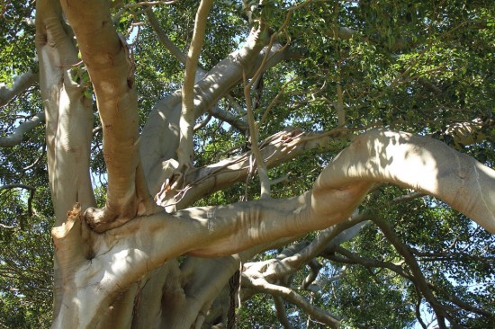 Sydney Camp 30 - Royal Botanic Gardens Baum - IMG_1228-2