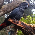 Australian Wildlife - Healesville Sanctuary 01 - Land of the Parrots - Papagei - IMG_0758