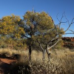 Outback 02 - Baum am Kings Canyon Rim Walk - IMG_5171