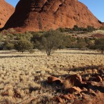 Outback 04 - Kata Tjuta Olgas Landschaft - IMG_4533