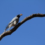 Outback - Vogel Willy Wagtail Gartenfächerschwanz - IMG_4835