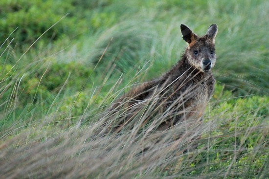 Phillip Island Kangaroo - Känguru auf der Wiese - IMG_5907-3