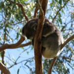 Phillip Island - Koala Reservation Centre - IMG_5801