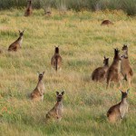 Perth - Kangaroos in Suburbia - IMG_6307-2