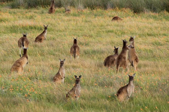Perth - Kangaroos in Suburbia - IMG_6307-2