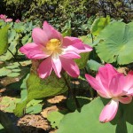 Anschließend ging es auf eine Bootstour auf dem Mary River. Zu der üppigen Tier- und Pflanzenwelt zählt auch der Lotus...